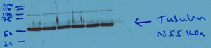 Western Blot Optimization-PDF