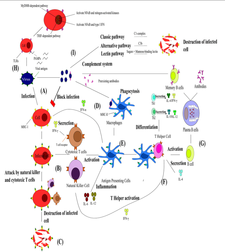 Isolate Leukocytes from whole blood-PDF