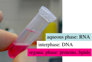RNA extraction using trizol/tri-PDF
