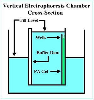 Polyacrylamide gel electrophoresis-PDF